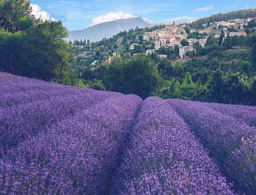 les champs de lavande
